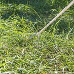 Zelthering 25cm Metall mit offener ose