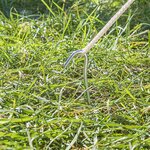 Zelthering 30cm Metall mit offener ose
