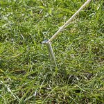 Zelthering 22 cm Aluminium halbrund x10 Stuck